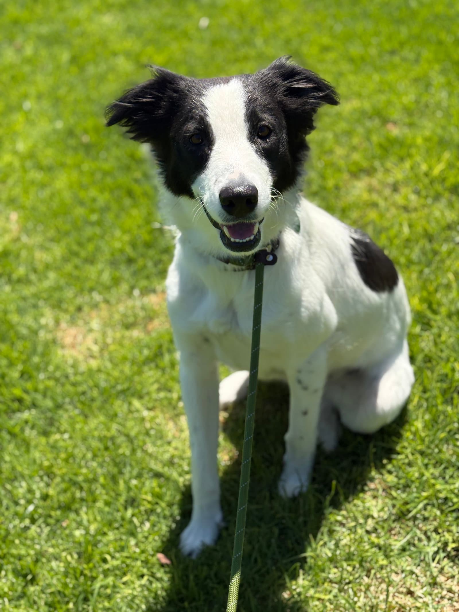 Tule - Border Collie