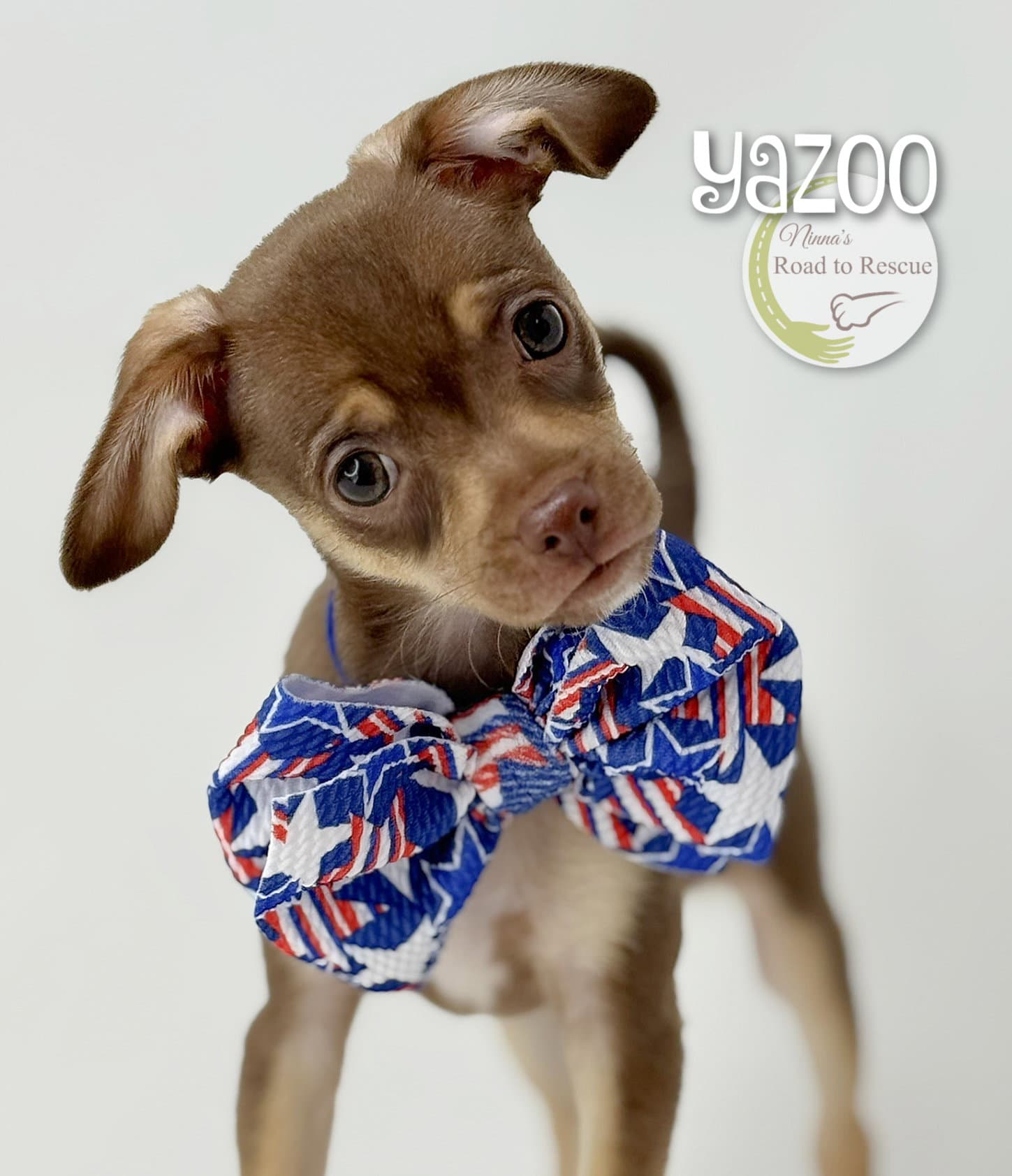 Yazoo - Chihuahua