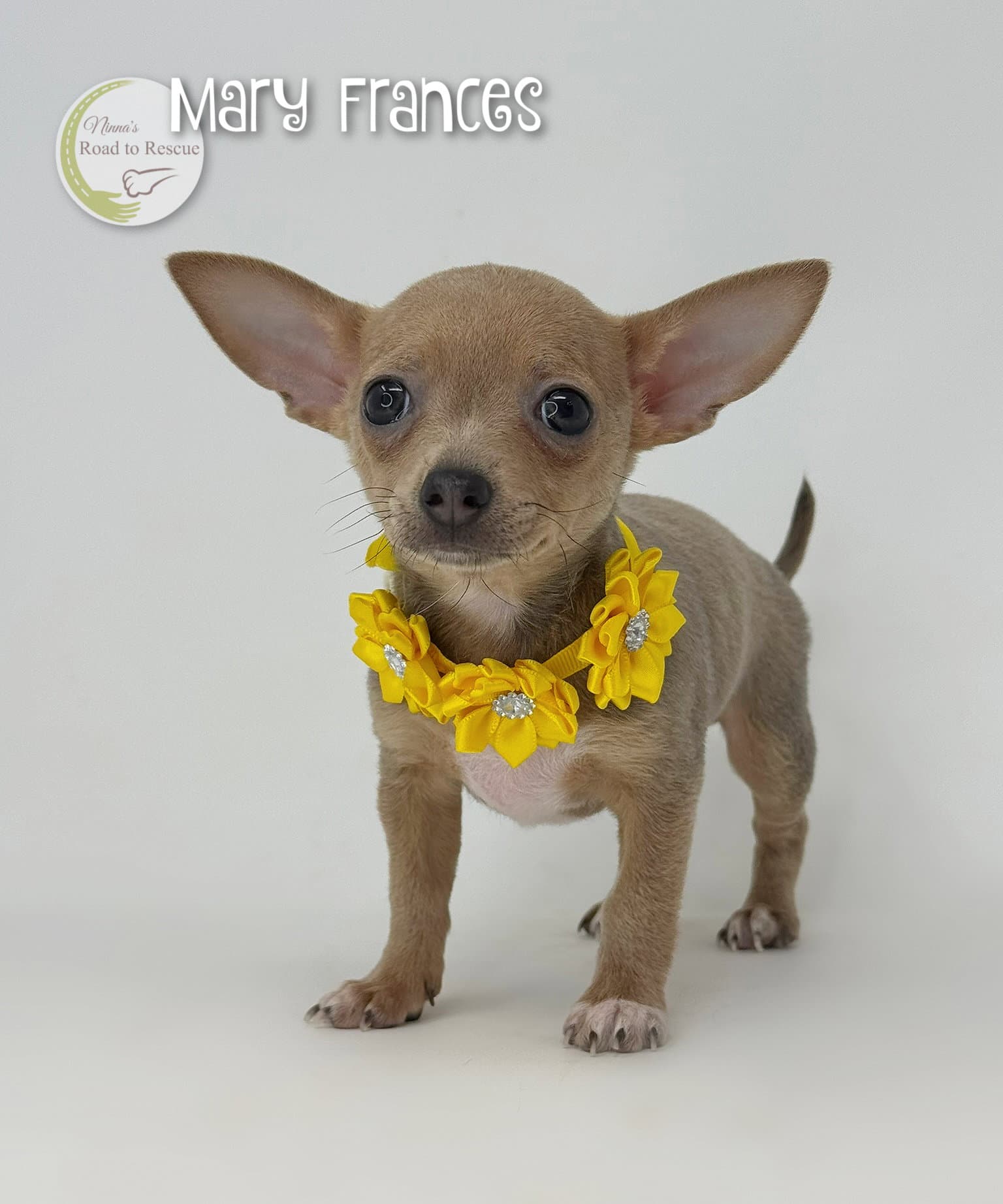 Mary Frances - Chihuahua