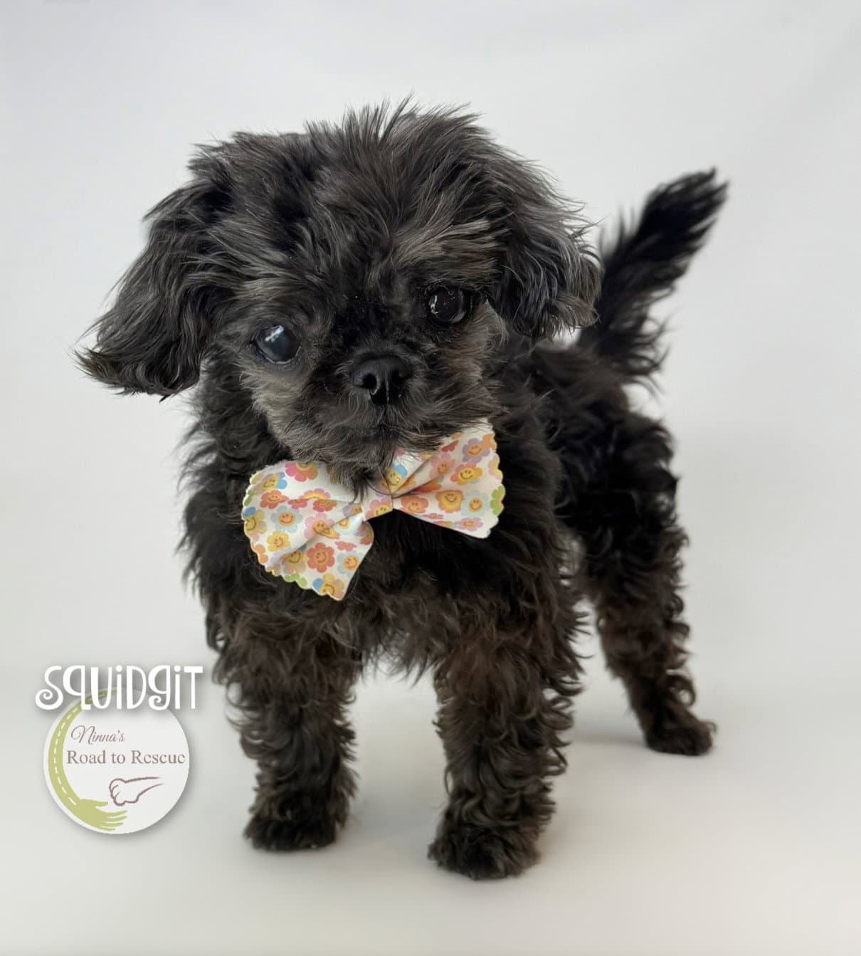 Squidgit - Pekingese