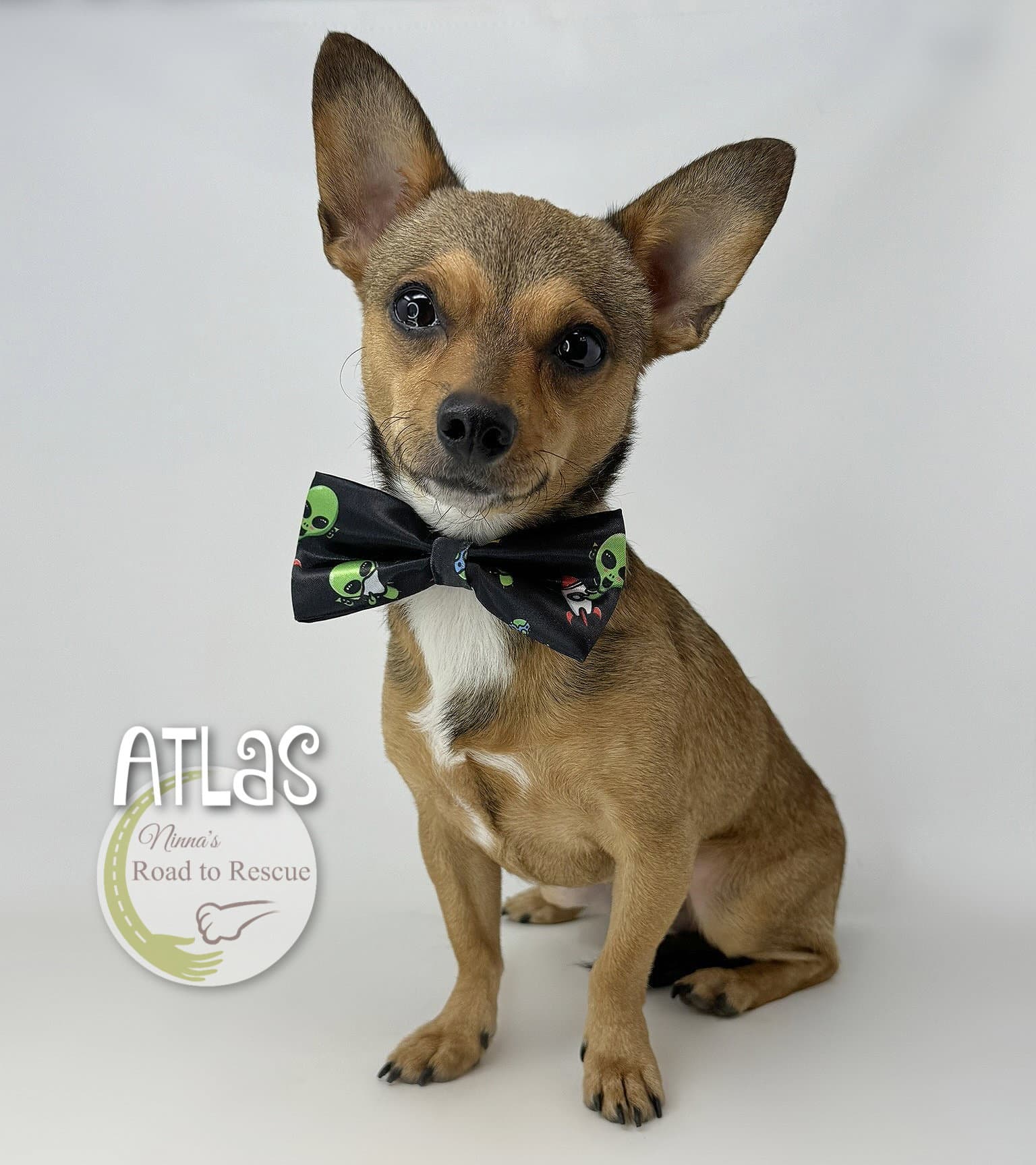 Atlas - Dachshund