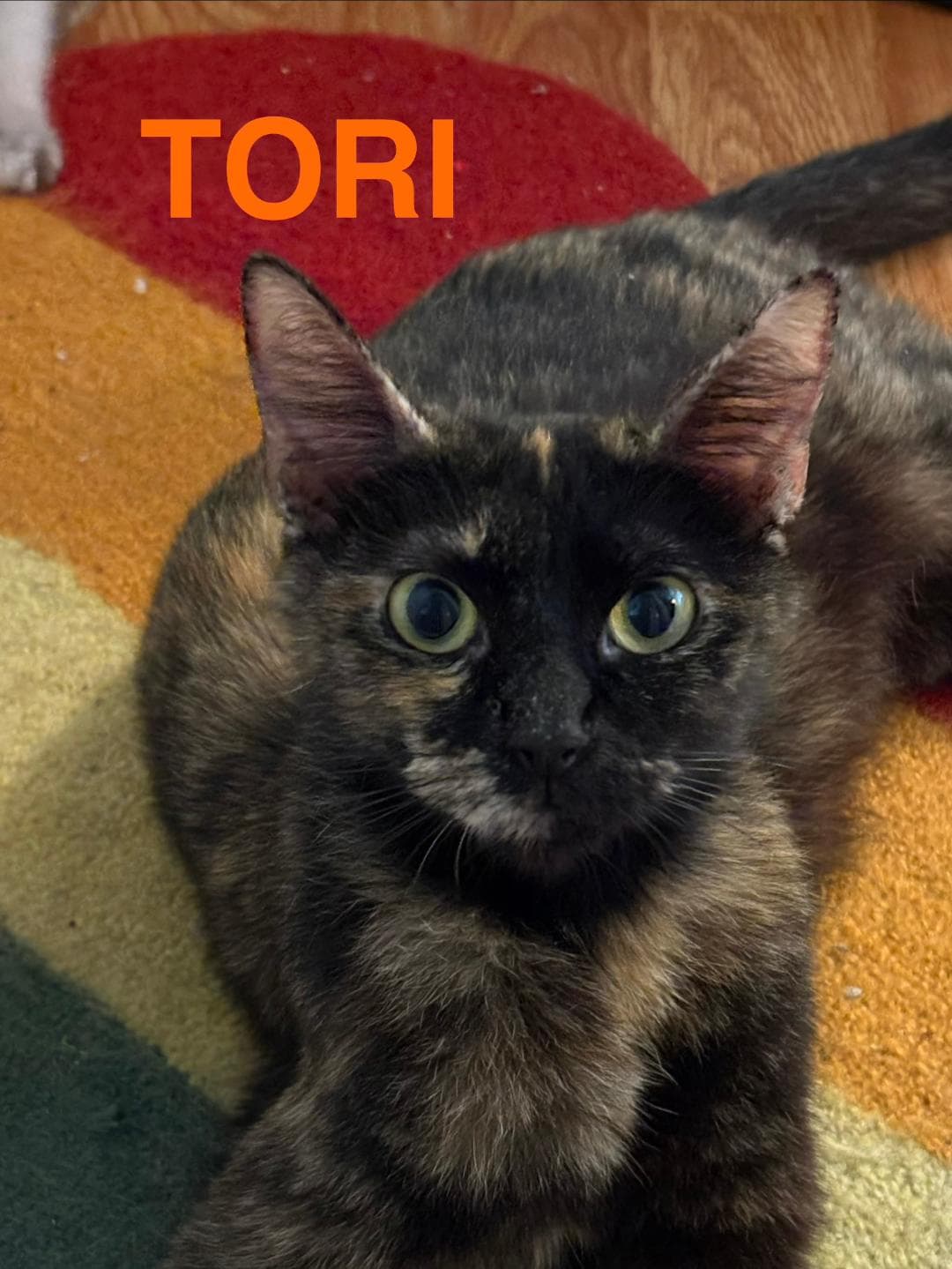 Tori - Domestic Short Hair