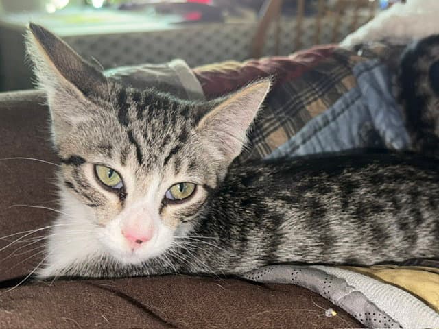 Felix Bonded With Nod - Domestic Short Hair