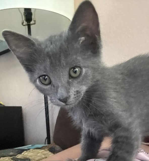 Dolly Bonded With Rosie - Domestic Medium Hair