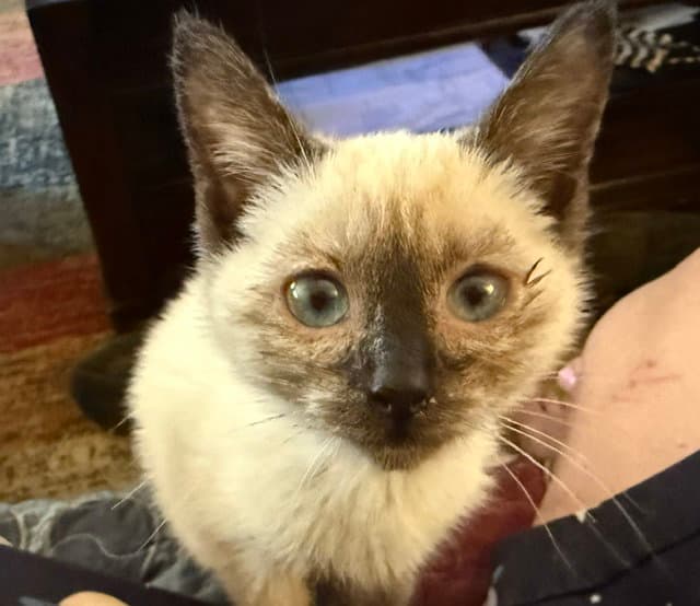 Rosie Bonded With Dolly - Siamese