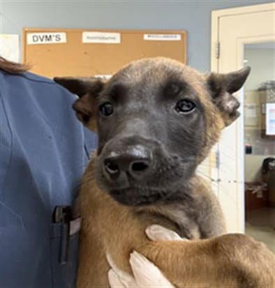 Jackson - Belgian Shepherd Malinois