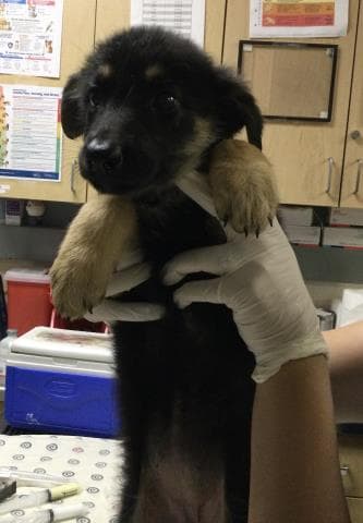 Olivia - German Shepherd Dog