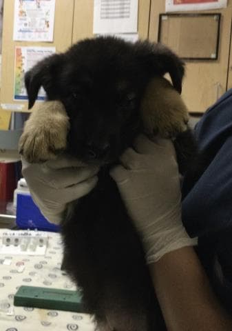 Liam - German Shepherd Dog