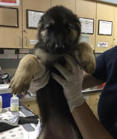 Emma - German Shepherd Dog