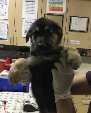 Ava - German Shepherd Dog