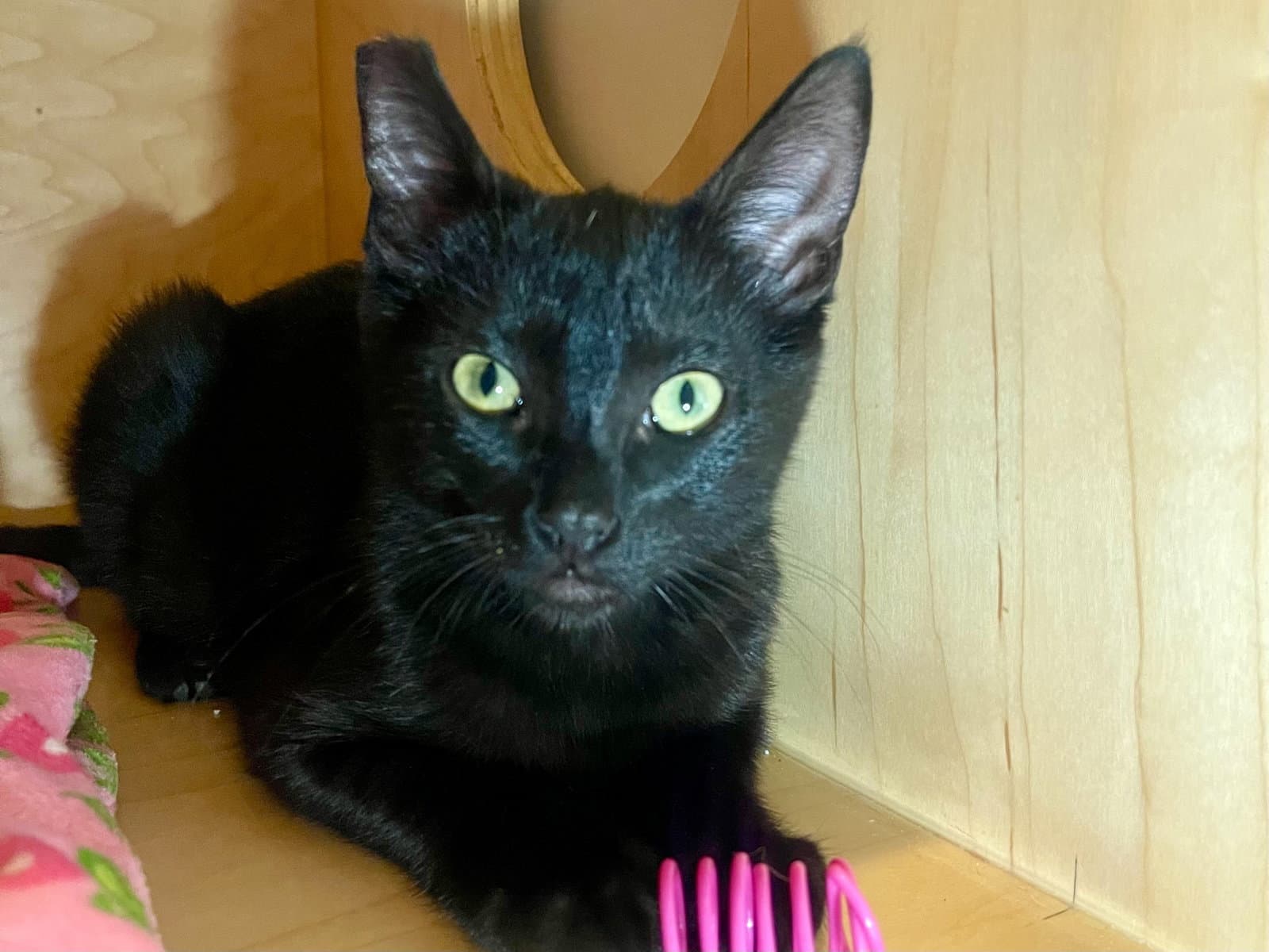 Elvira - Domestic Short Hair