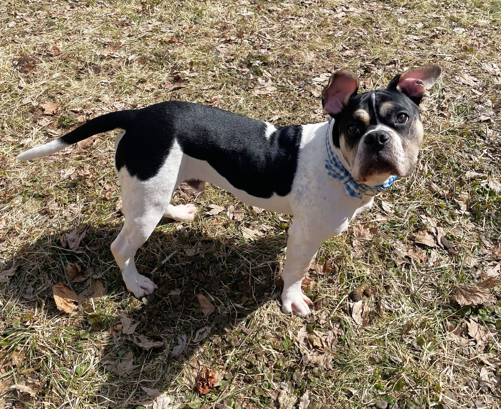 Stinkbug - English Bulldog