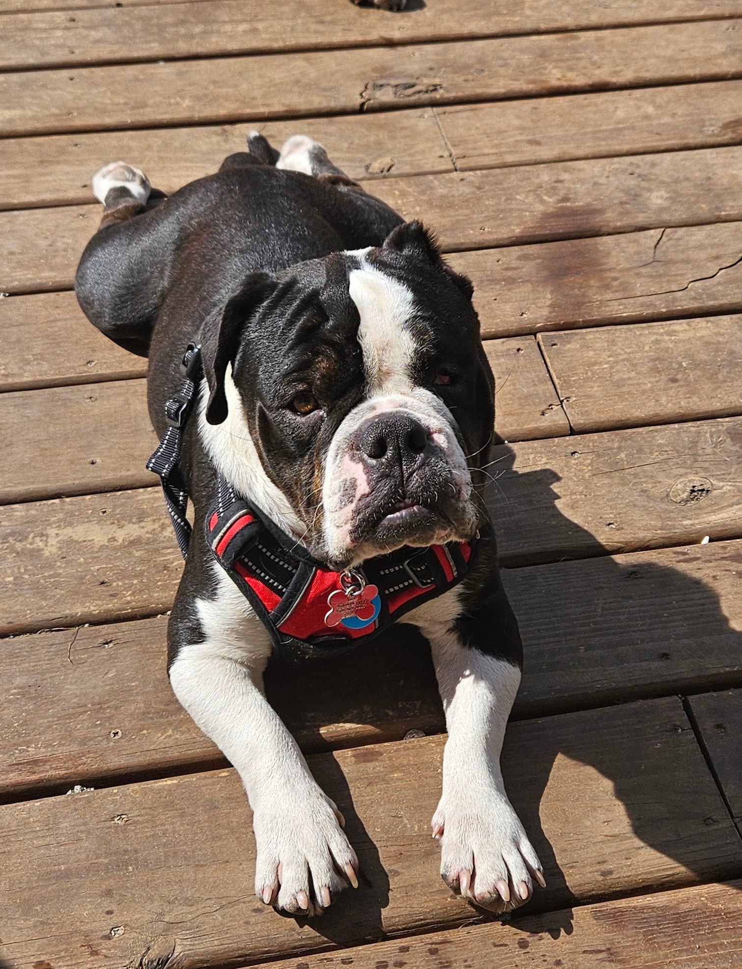 Gherkin - Bulldog