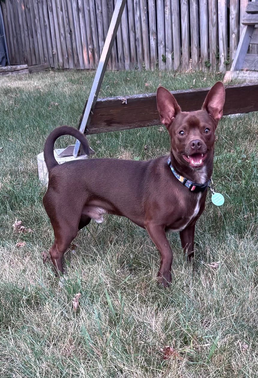 Chewy - Chihuahua