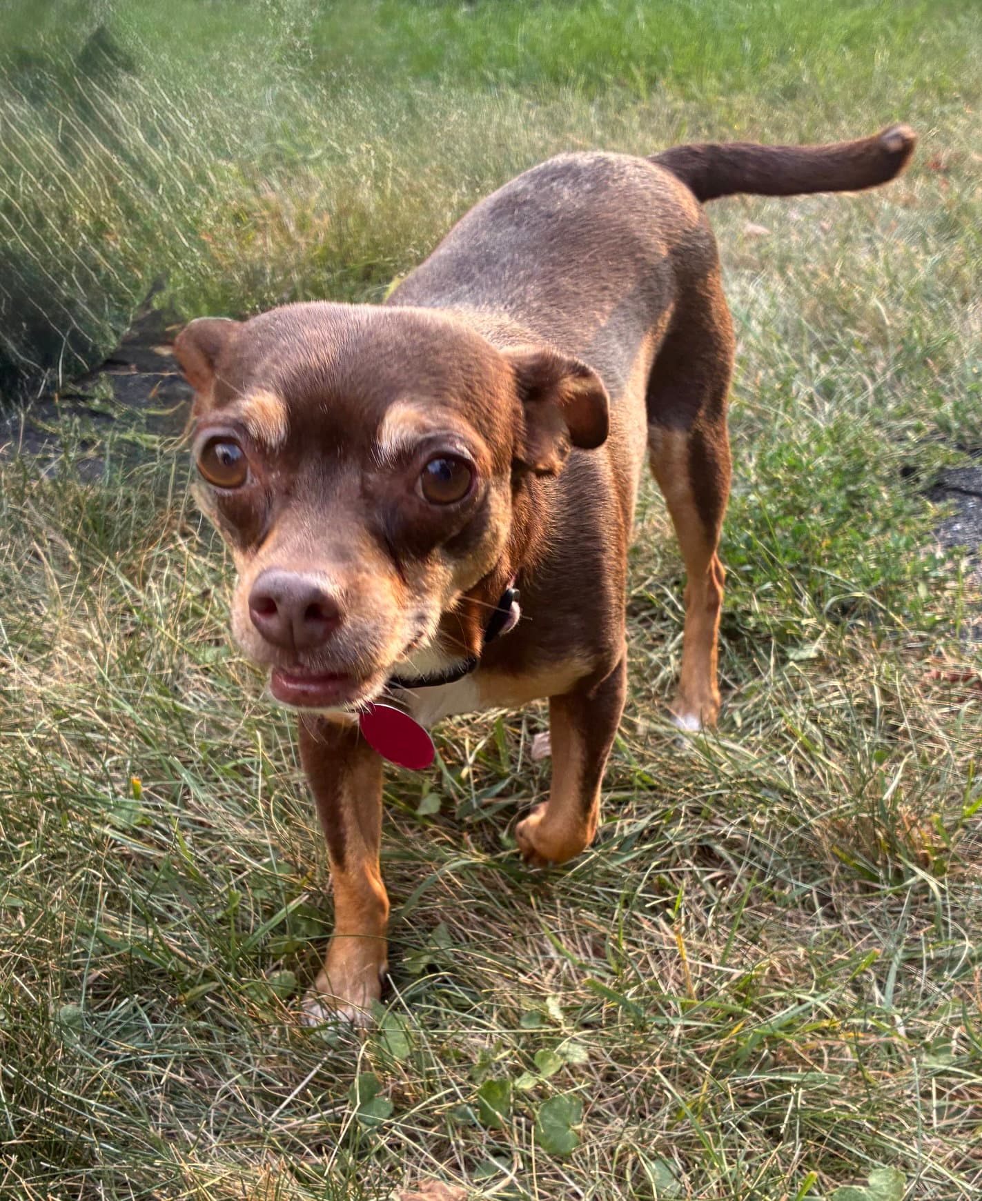 Ledi - Chihuahua