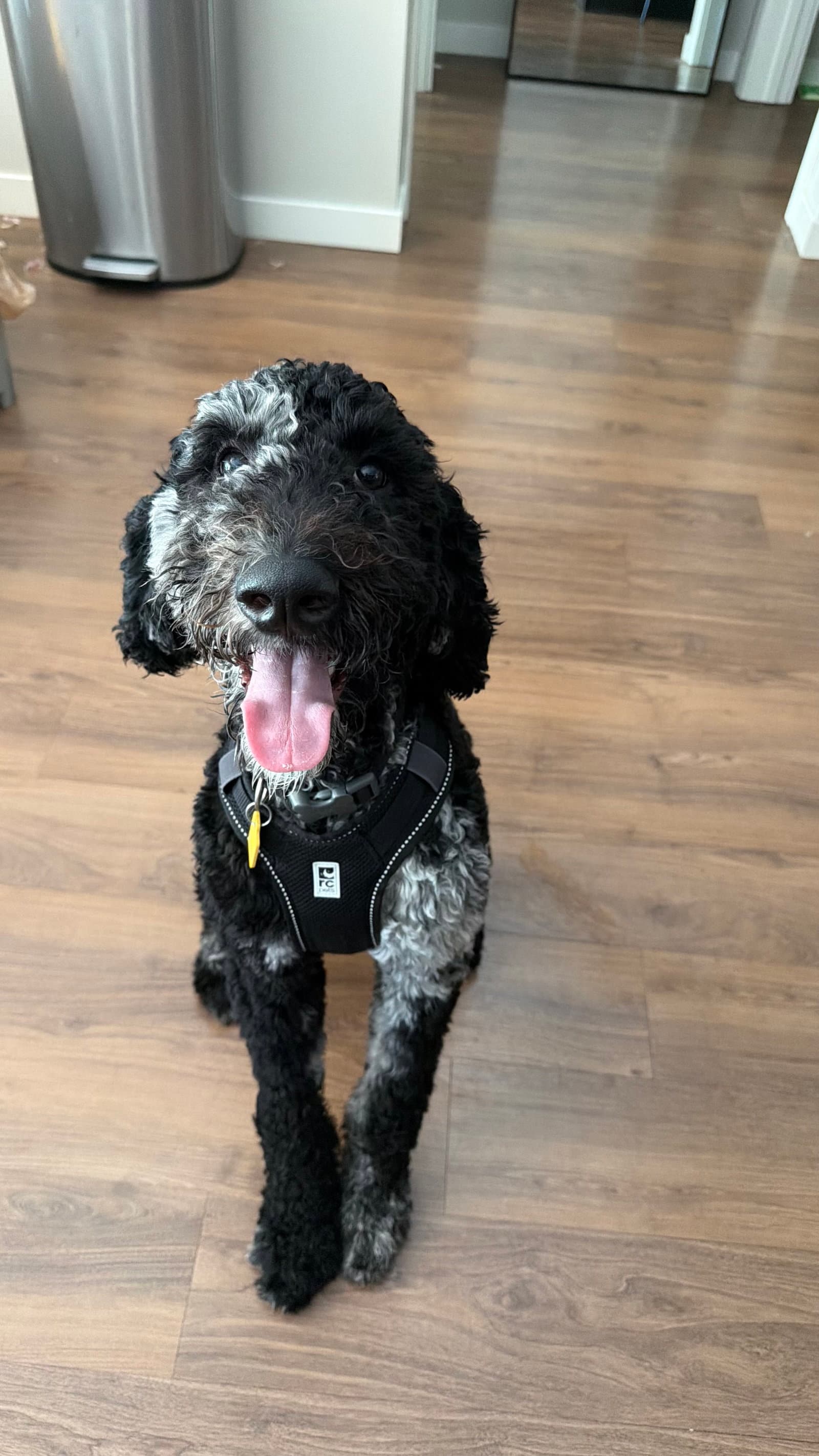Doug - Poodle (Standard)