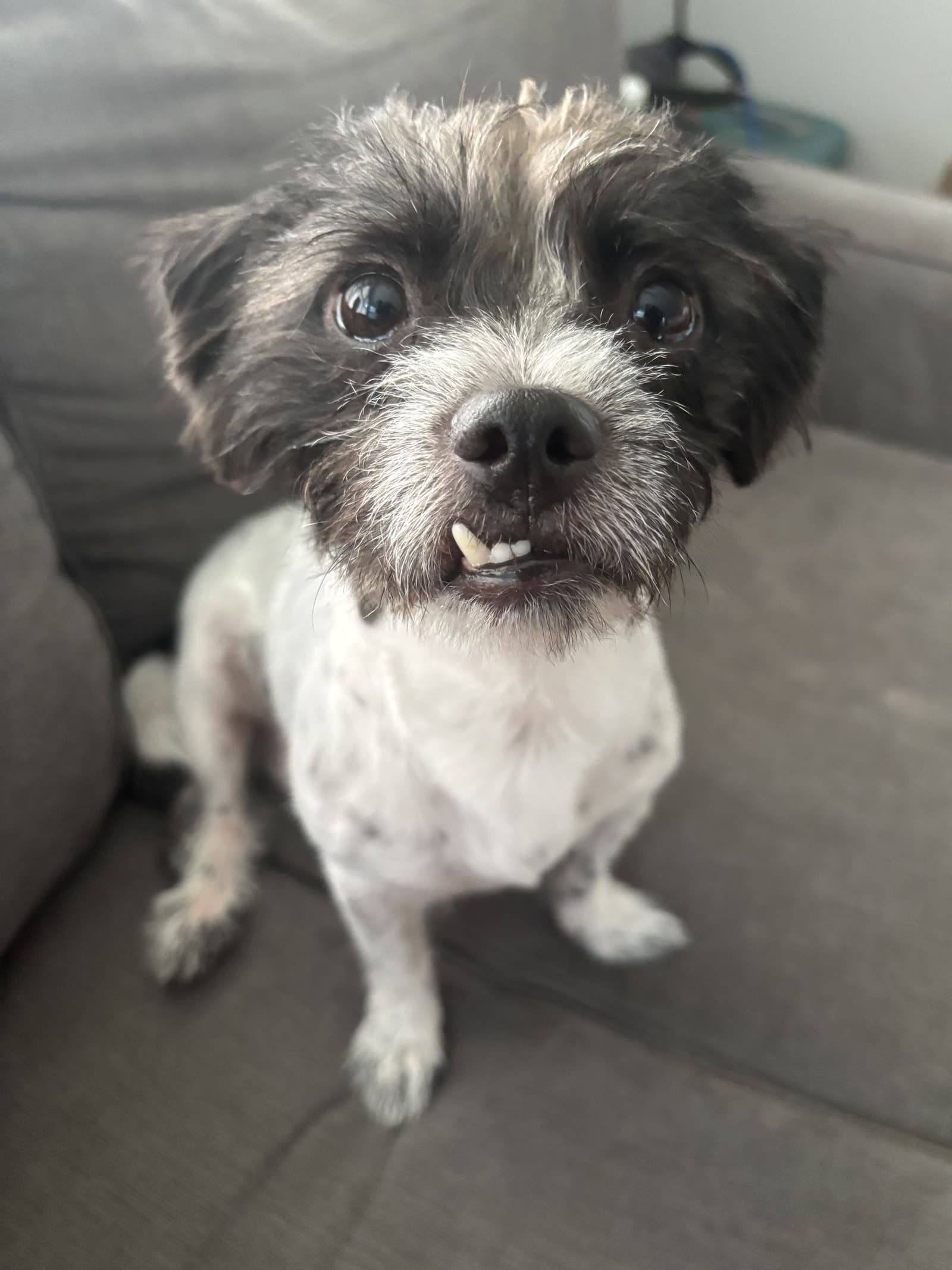 Dale - Maltese