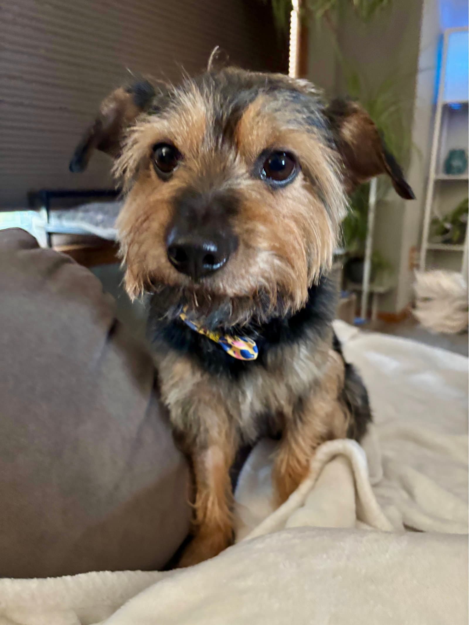 Marty Jane - Terrier