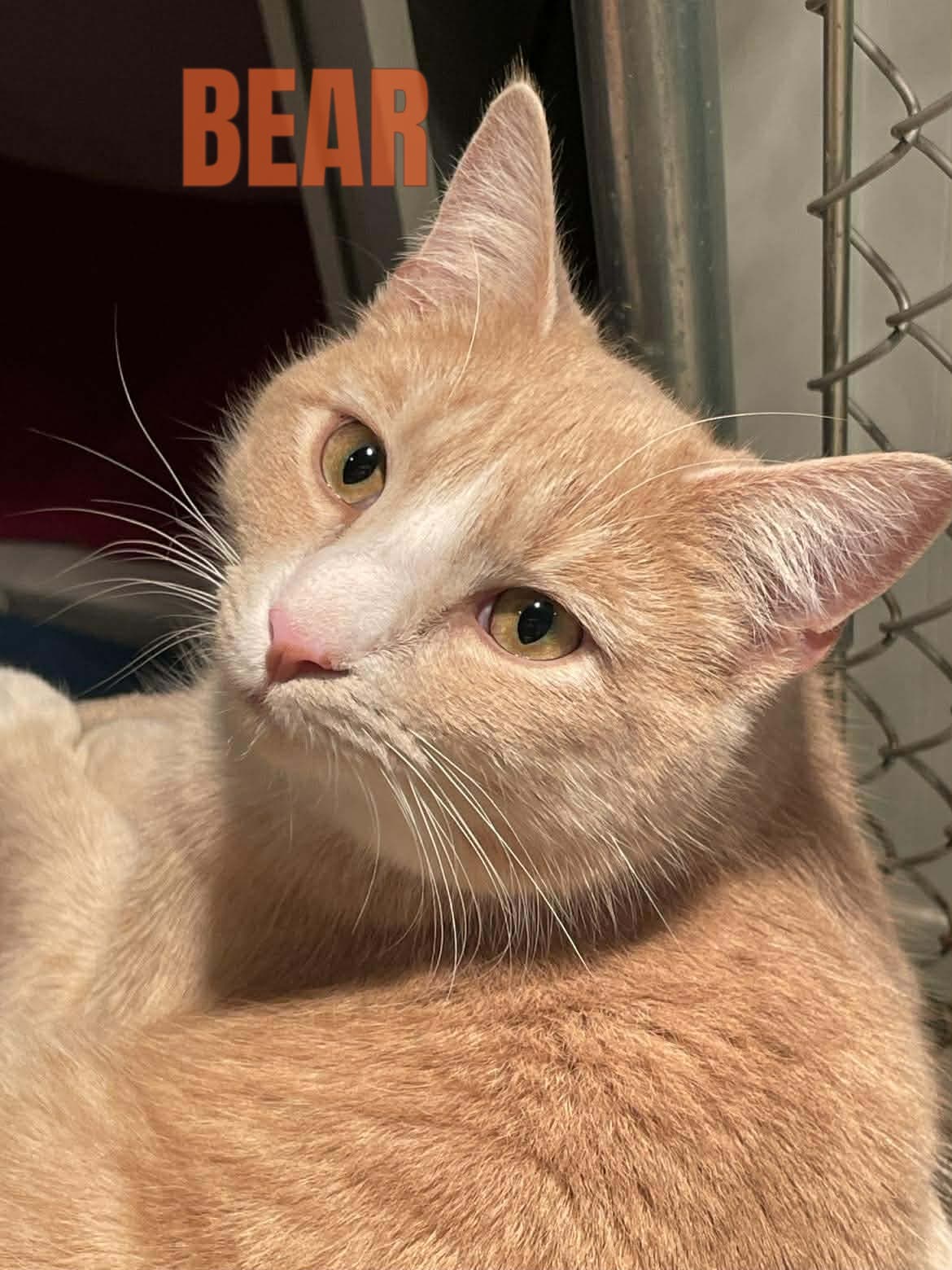 Bear - Domestic Short Hair