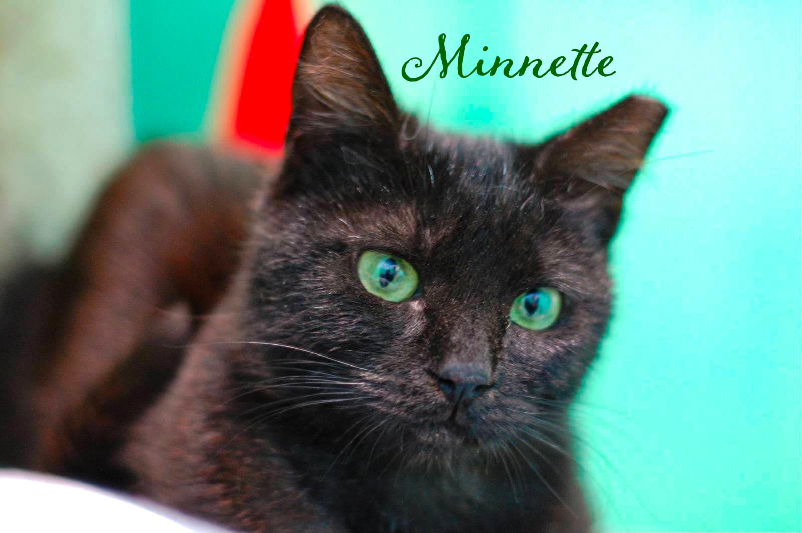 Minnette - Domestic Short Hair