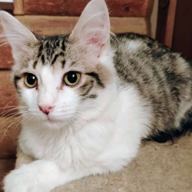 Mr Darcy - Ac Kitty - Domestic Long Hair