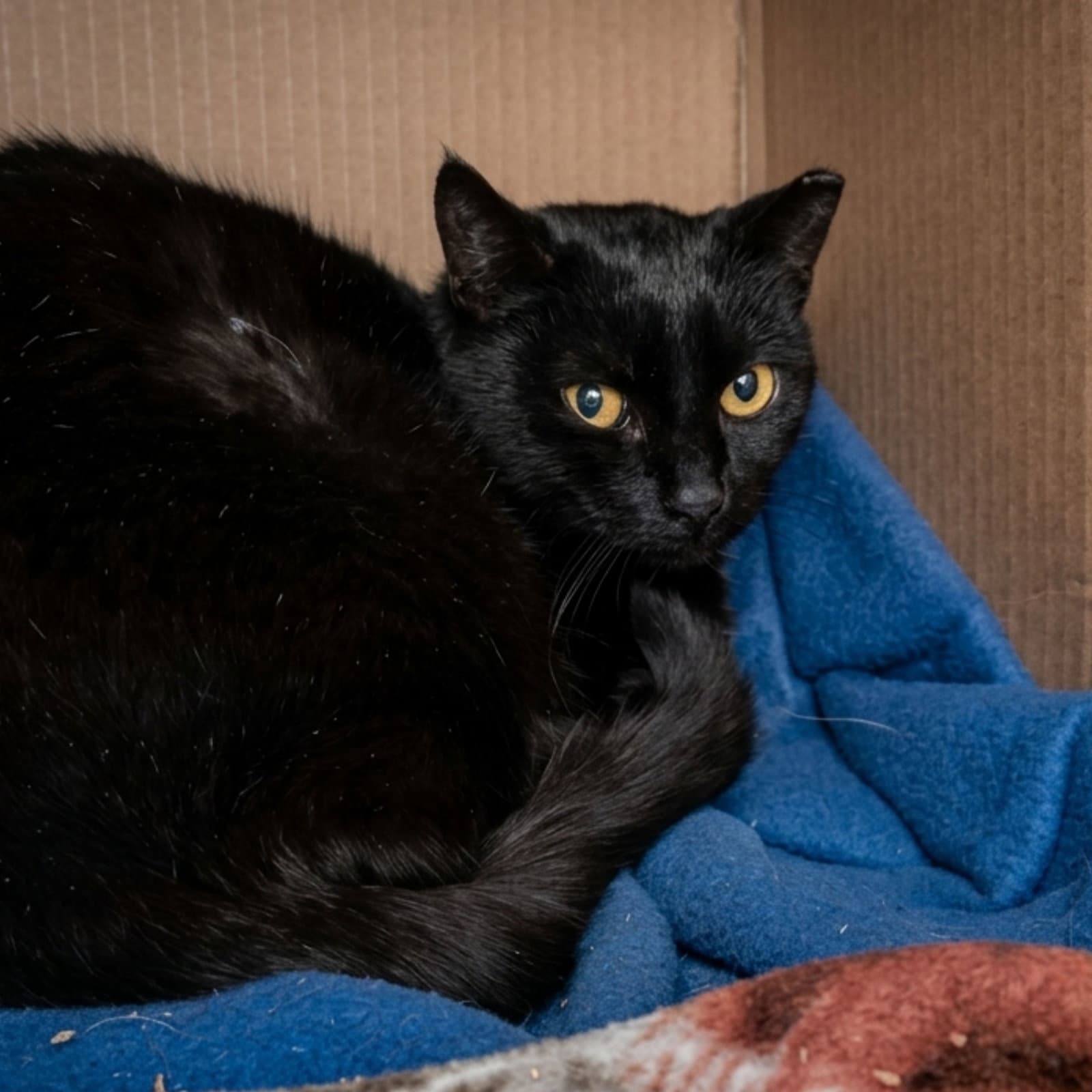 Sharron Barn Cat - Domestic Short Hair