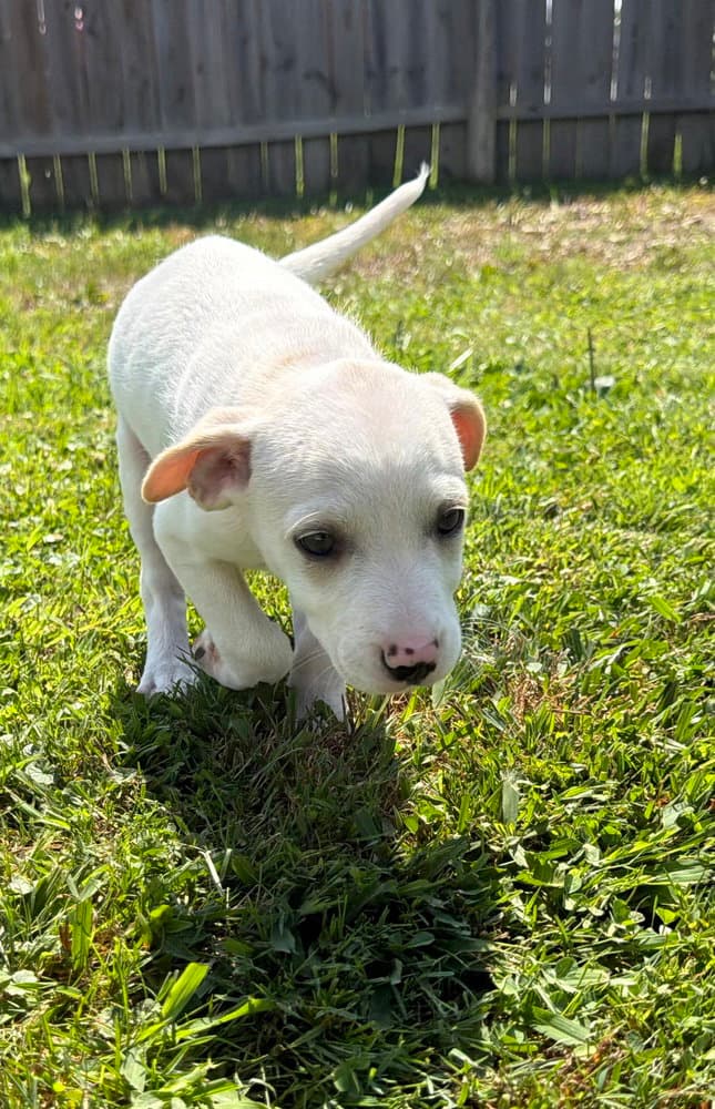 Delaware Kenton - Jack Russell Terrier