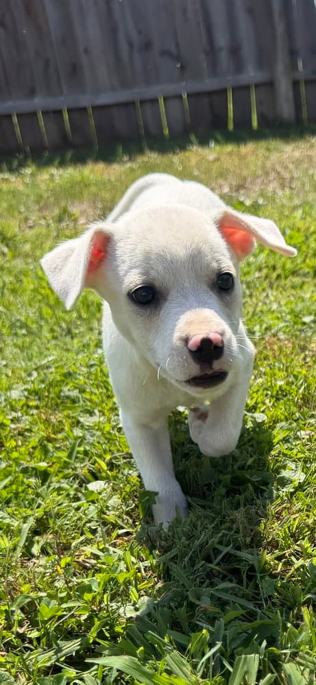 Delaware Dover - Jack Russell Terrier