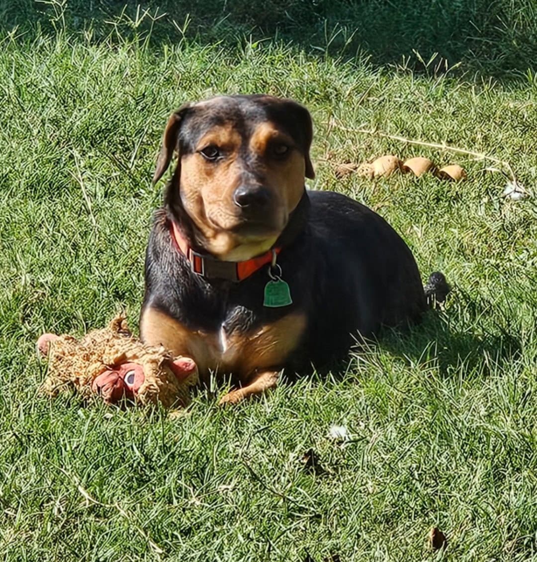 Iris Lou - Catahoula Leopard Dog