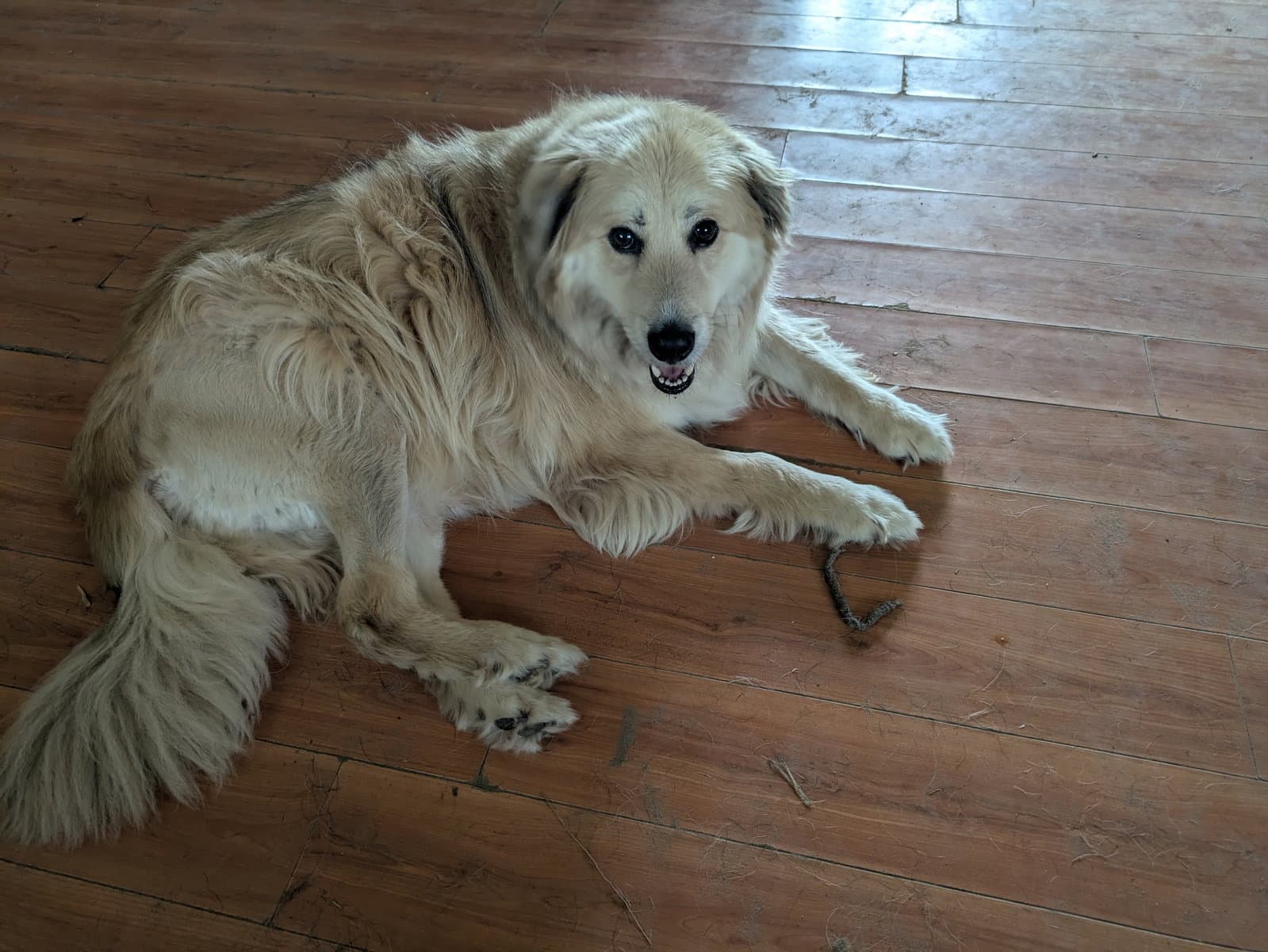 Luke - Golden Retriever