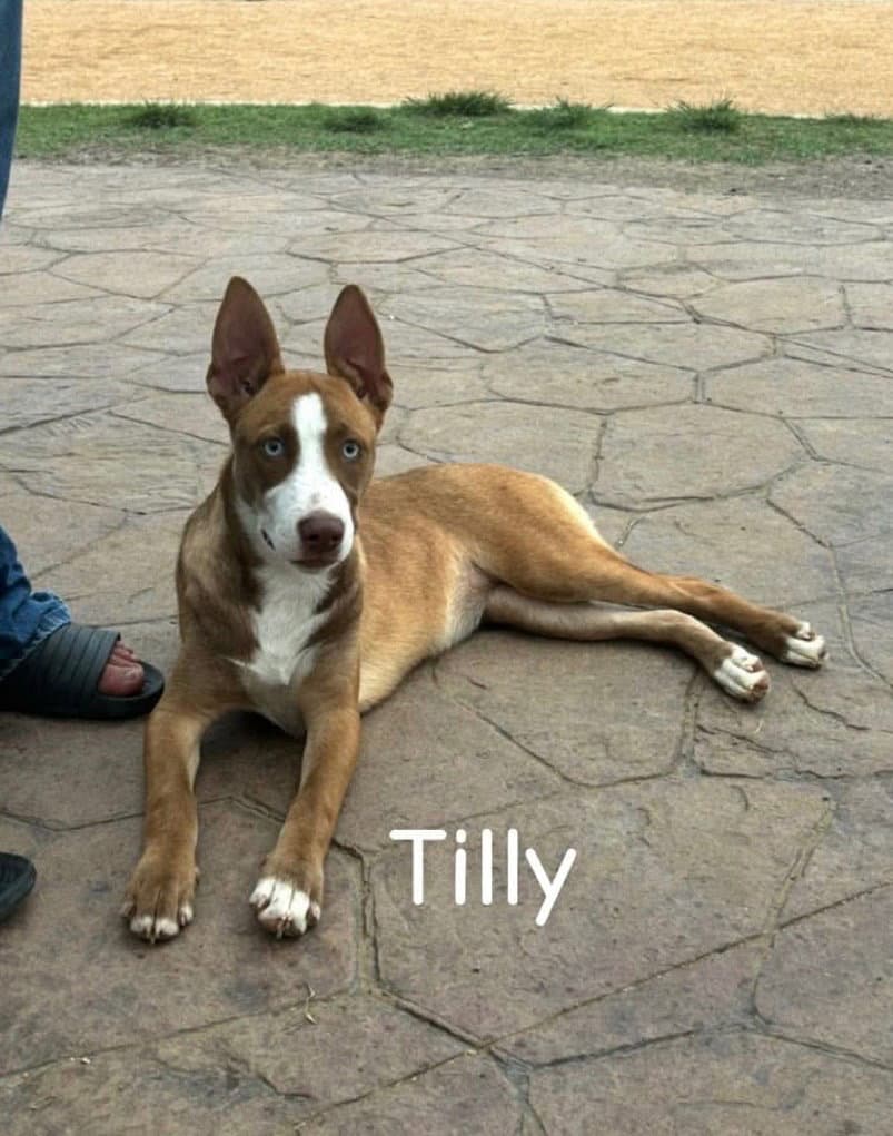 Tilly - Belgian Shepherd Malinois