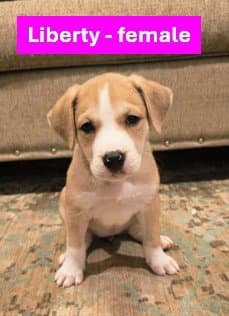 Liberty - Americana Litter - Labrador Retriever