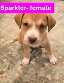 Sparkler - Americana Litter - Labrador Retriever