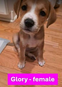 Glory - Americana Litter - Labrador Retriever