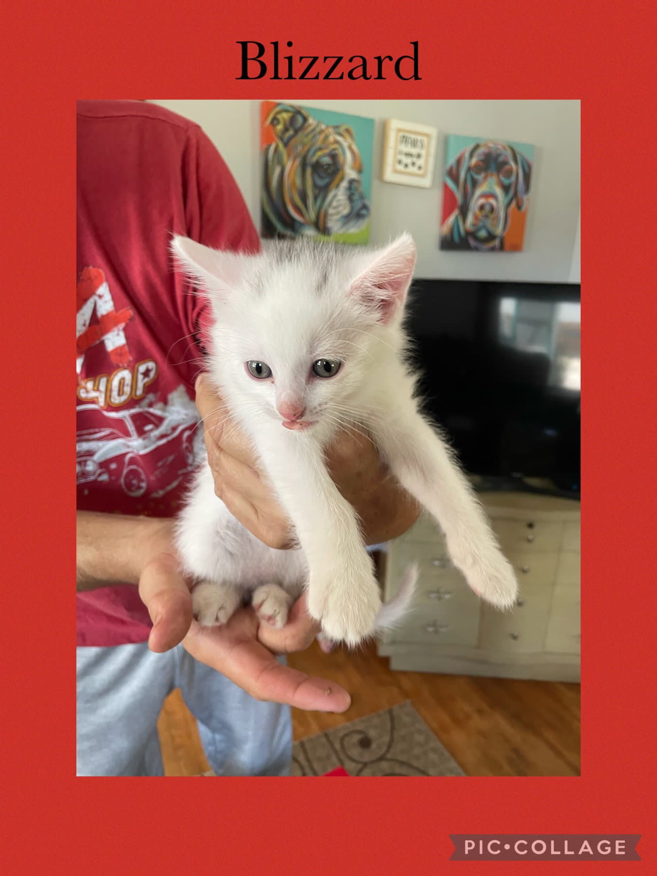 Shaylah Kitten- Blizzard - Domestic Short Hair