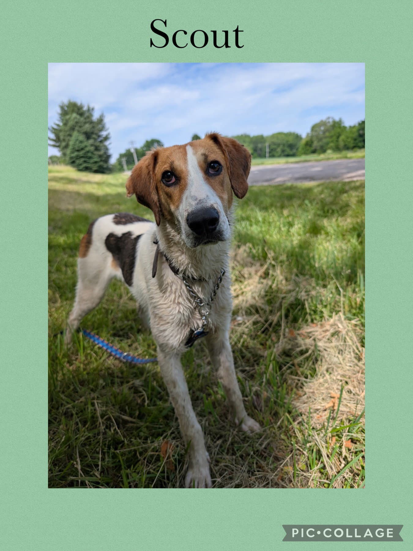 Scout - Beagle