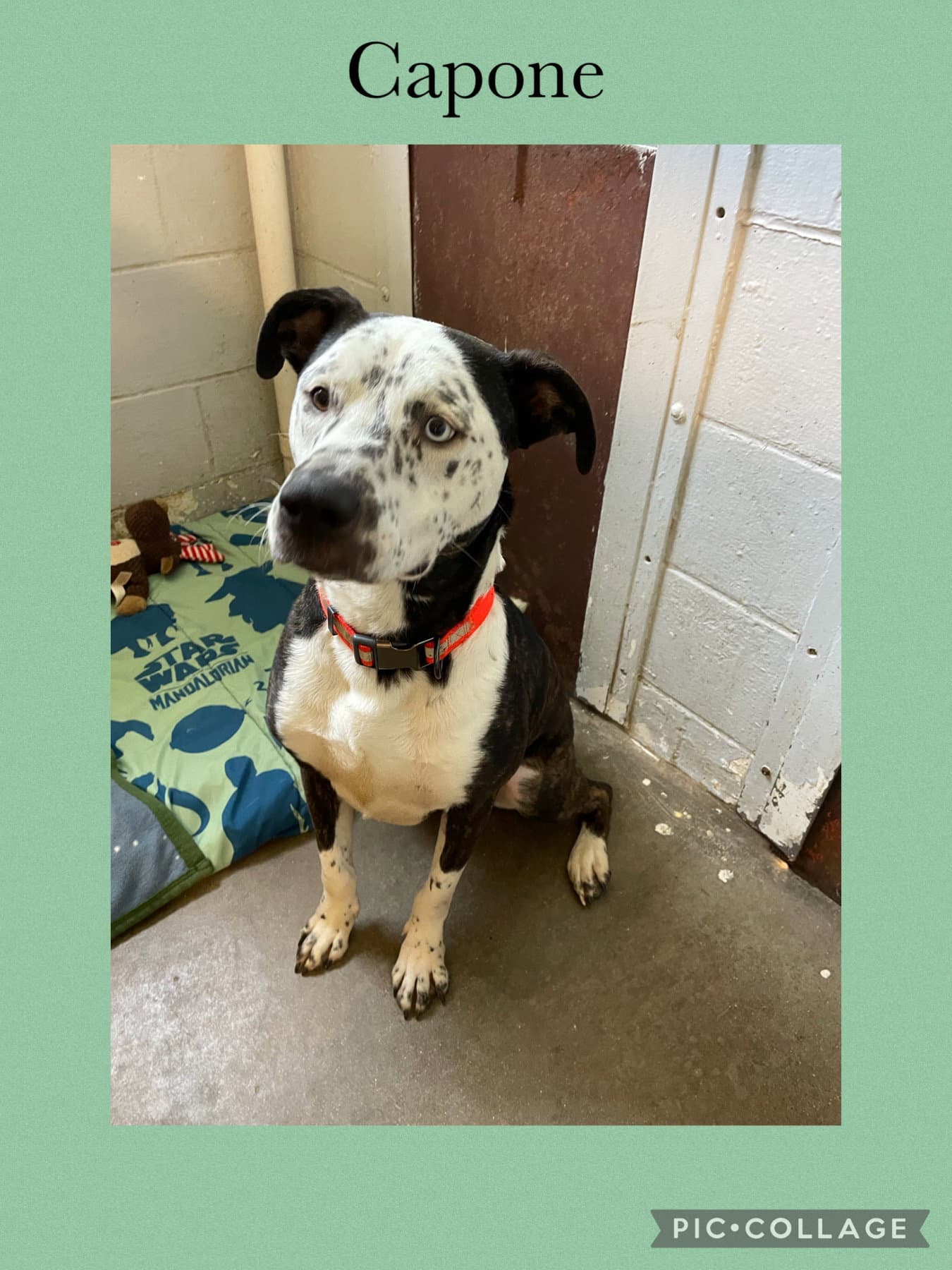 Capone - American Pit Bull Terrier