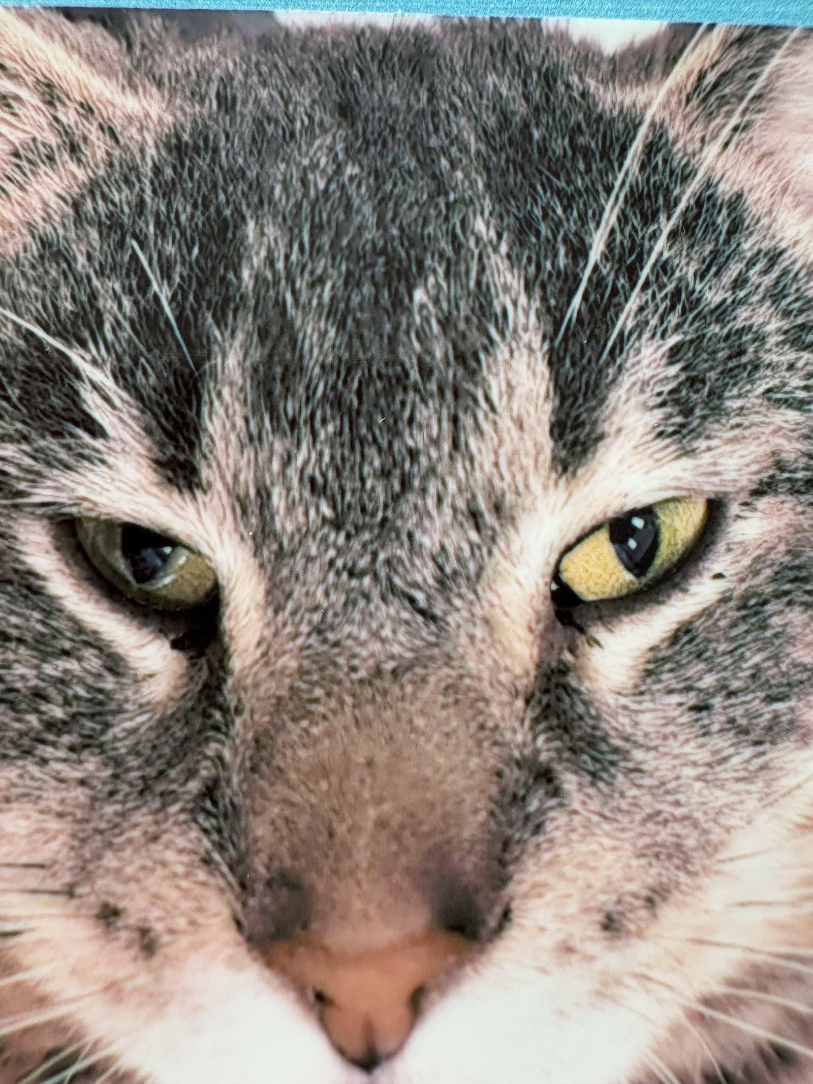 Silver - Domestic Short Hair