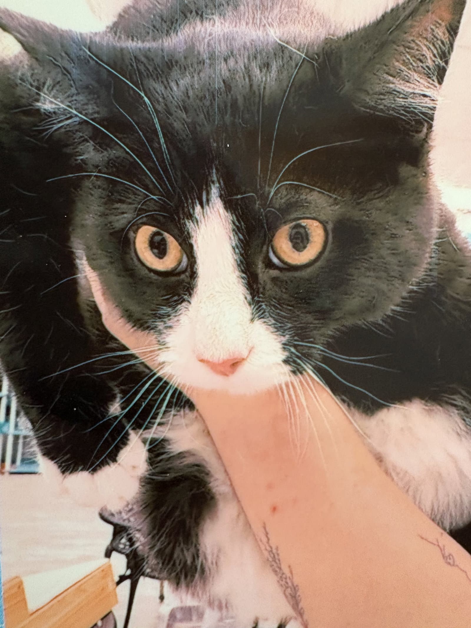 Gloves - Domestic Short Hair