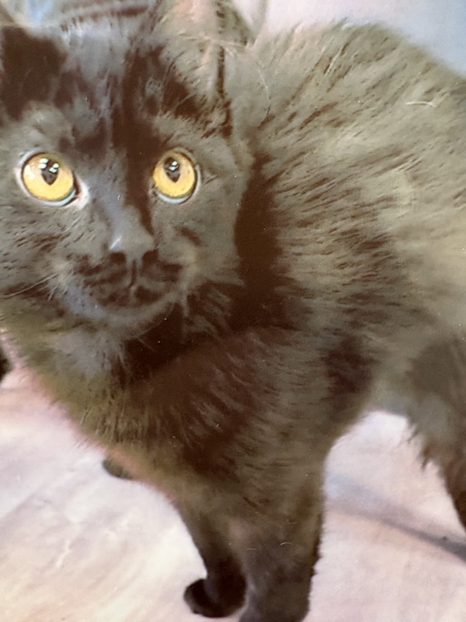 Chip - Domestic Medium Hair