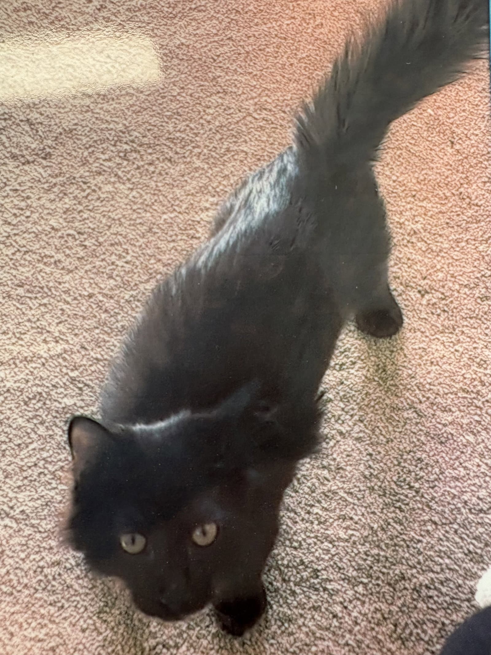 Ted - Domestic Medium Hair
