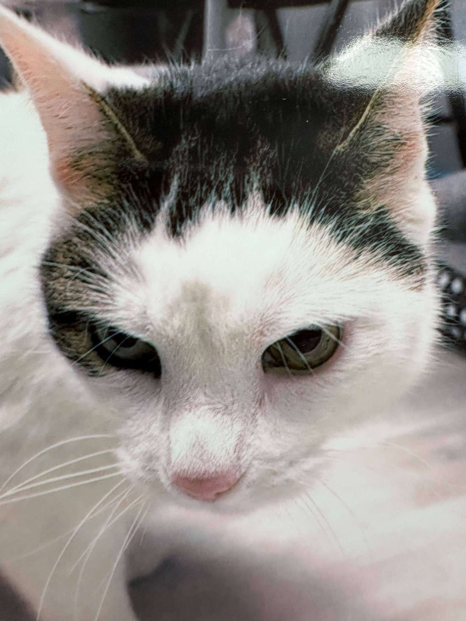 Kilo - Domestic Medium Hair