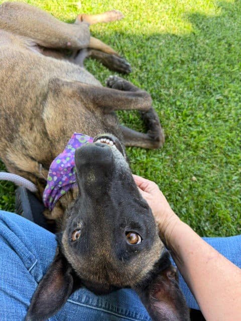 Tess Located In Ca - Belgian Shepherd Malinois