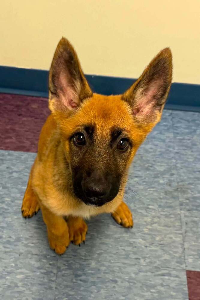 Willow - Located In Georgia - Belgian Shepherd Malinois