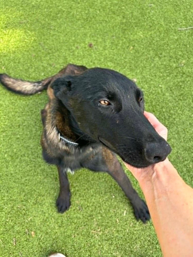 Onyx - Located In Ks - Belgian Shepherd Malinois