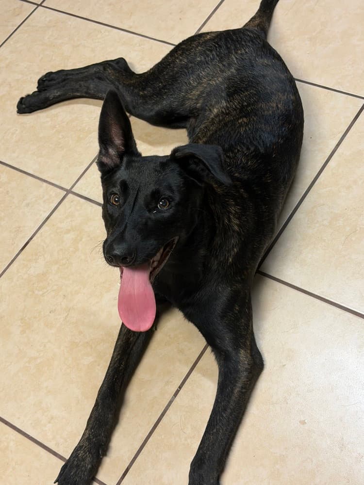 Sven - Located In Florida - Dutch Shepherd