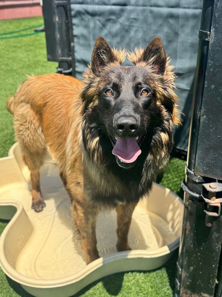 Lionheart Fka Cesar In Ca - Belgian Shepherd Tervuren