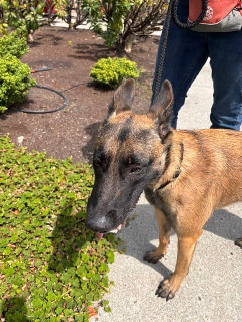 Zillah - Belgian Shepherd Malinois
