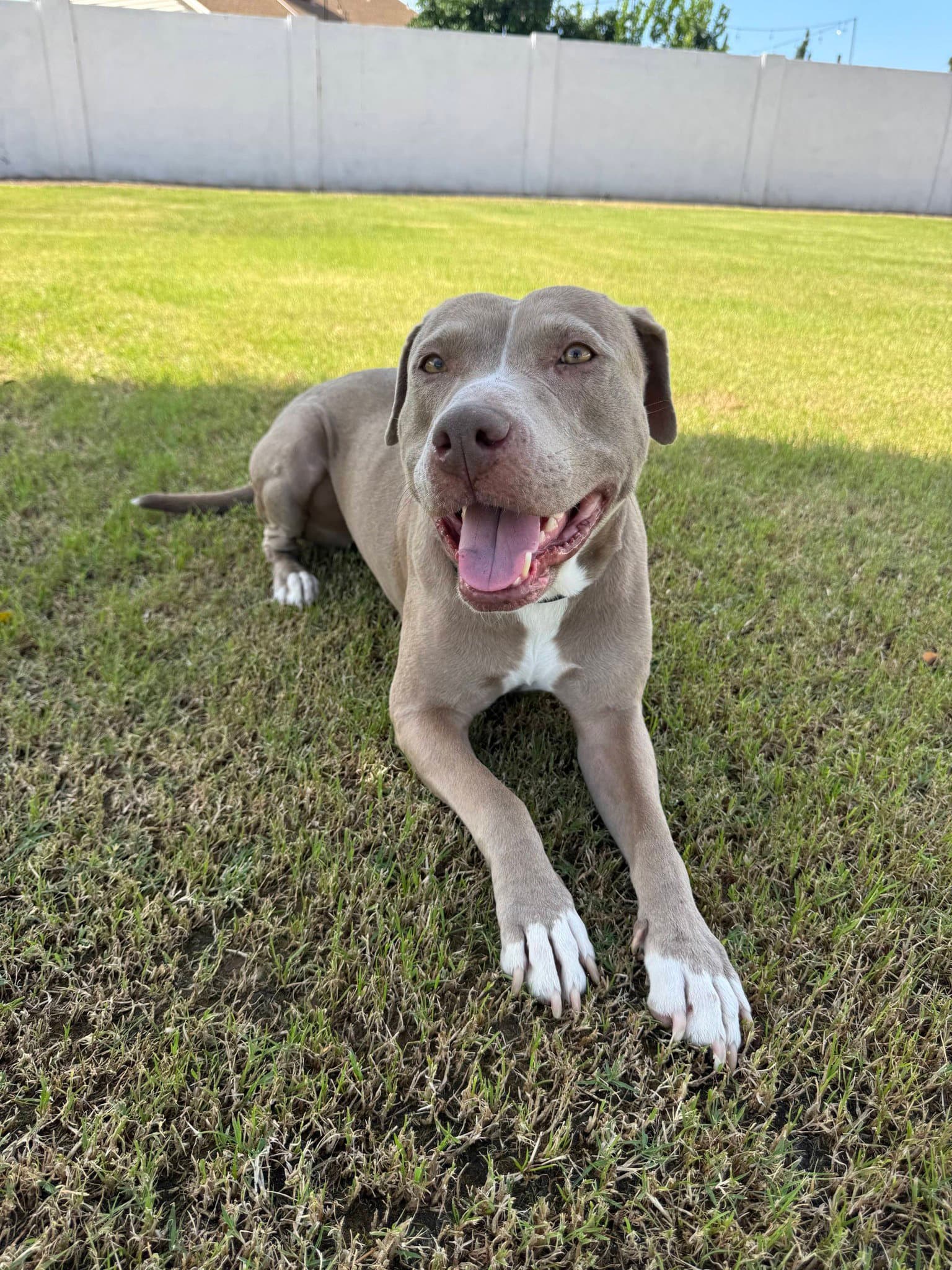 Indy - American Staffordshire Terrier